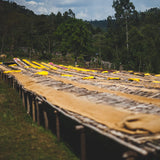 Quietly Coffee - In The Sun · Ethiopia Chire Station 300g