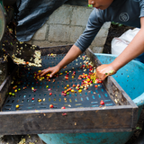 Quietly Coffee • Last Splash • C. Villatoro in Guatemala (300g)