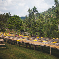 Quietly Coffee - In The Sun · Ethiopia Chire Station 300g