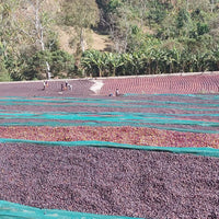 Quietly Coffee - Magnolia, Ethiopia Laya Teraga 340g (12oz)