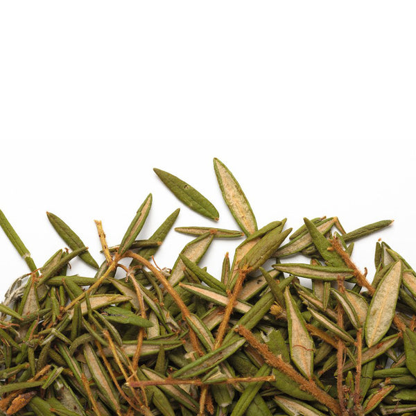 Camellia Sinensis - Labrador Tea Grade 1 (20g)